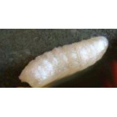 Enterprise Tackle Imitation White  Pop up  Maggots